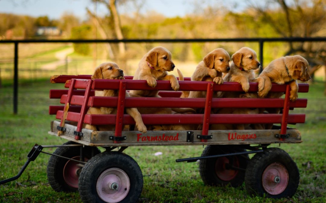 Van de wagen gevallen!